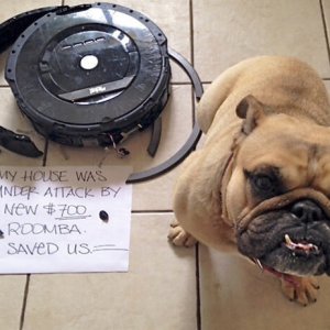 The Funniest Dog Shaming Photos (24)