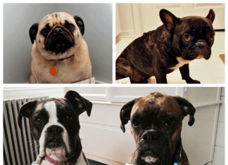 The funniest dog shaming photos (25 images)