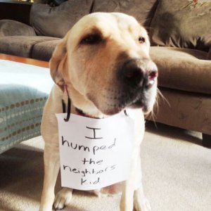 The Funniest Dog Shaming Photos (3)