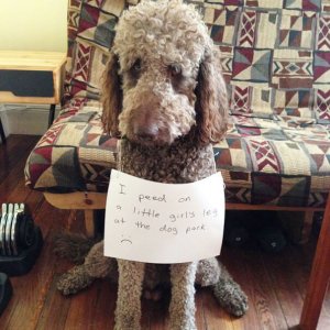 The Funniest Dog Shaming Photos (4)