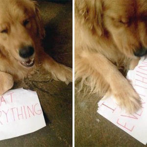 The Funniest Dog Shaming Photos (8)