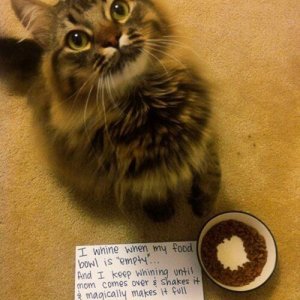 The Funniest cat Shaming Photos (1)