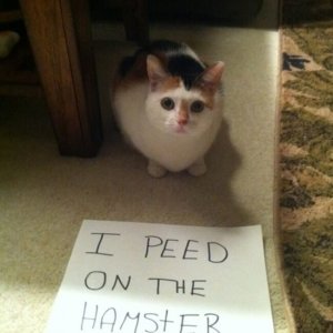 The Funniest cat Shaming Photos (1)