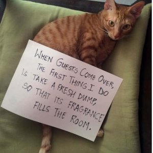 The Funniest cat Shaming Photos (10)