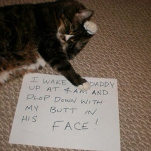 The Funniest cat Shaming Photos (11)