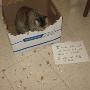 The Funniest cat Shaming Photos (12)