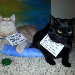 The Funniest cat Shaming Photos (13)