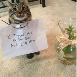 The Funniest cat Shaming Photos (15)