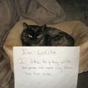 The Funniest cat Shaming Photos (16)