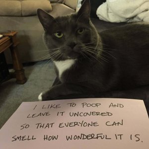 The Funniest cat Shaming Photos (17)