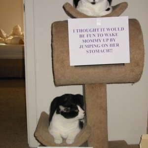 The Funniest cat Shaming Photos (18)