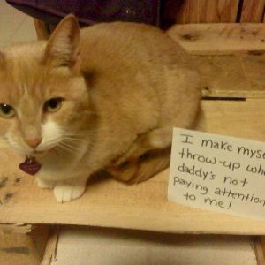 The Funniest cat Shaming Photos (19)