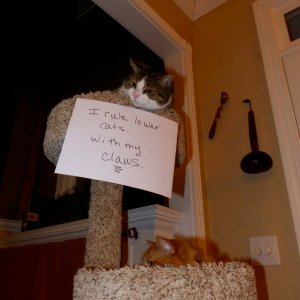 The Funniest cat Shaming Photos (20)