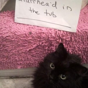 The Funniest cat Shaming Photos (21)