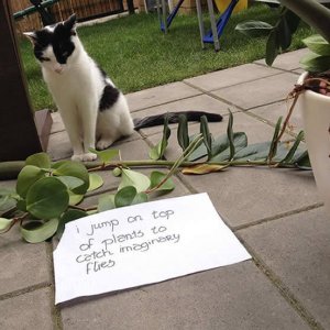 The Funniest cat Shaming Photos (22)