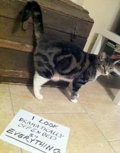 The Funniest cat Shaming Photos (23)