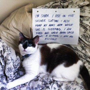 The Funniest cat Shaming Photos (24)