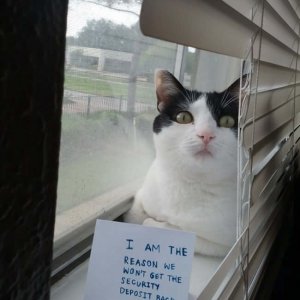 The Funniest cat Shaming Photos (7)