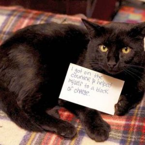 The Funniest cat Shaming Photos (9)