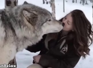 Watch and Relax. Wild animals showing their love to human part 7