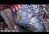 Watch and Relax. Wild Animals Showing Their Love to Human part 6