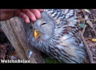 Watch and Relax. Wild Animals Showing Their Love to Human part 6