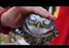 Watch and Relax. Wild Animals Showing Their Love to Human part 5
