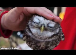 Watch and Relax. Wild Animals Showing Their Love to Human part 5