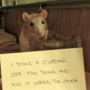 pets-shaming-18