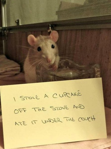 pets-shaming-18