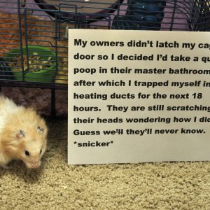 pets-shaming-19