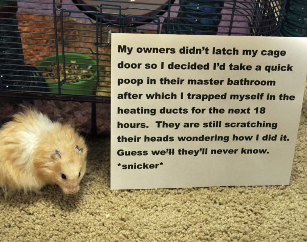 pets-shaming-19