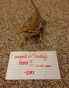 pets-shaming-21