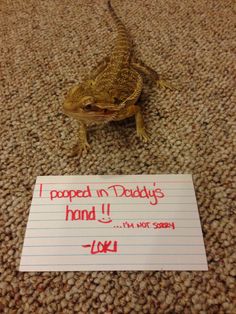 pets-shaming-21