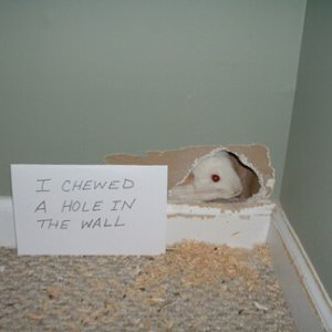 pets-shaming-22