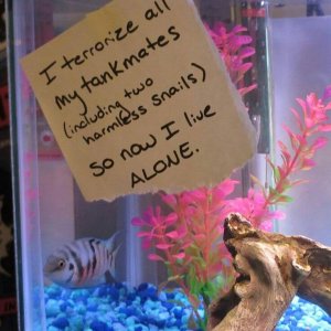 pets-shaming-23