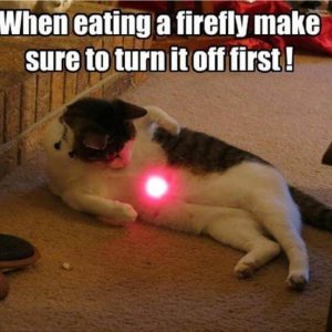 funny-animal-pictures (1)