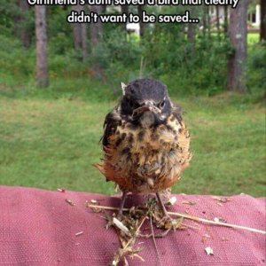 funny-animal-pictures (13)