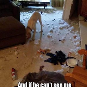 funny-animal-pictures (16)