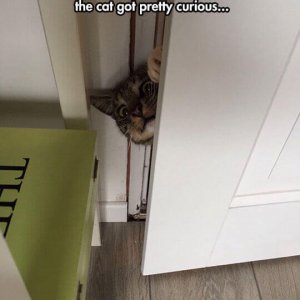 funny-animal-pictures (5)