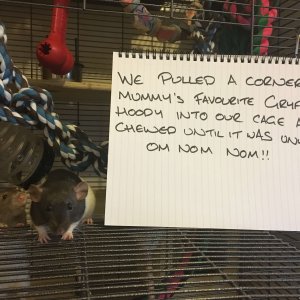 pets-shaming-25