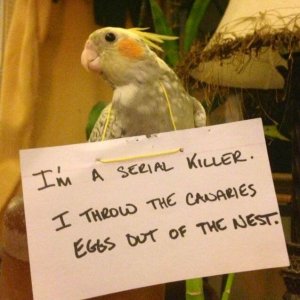 pets-shaming-3