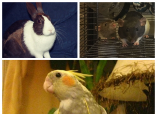 The funniest pets shaming photos (26 images)