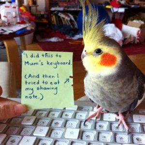 pets-shaming-2