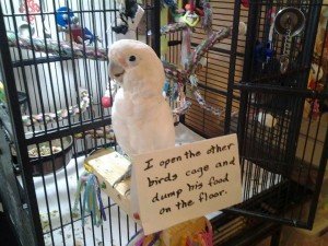 pets-shaming-1