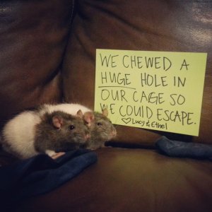 pets-shaming-26