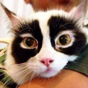 Cats Who Got Unusual Fur Markings (1)