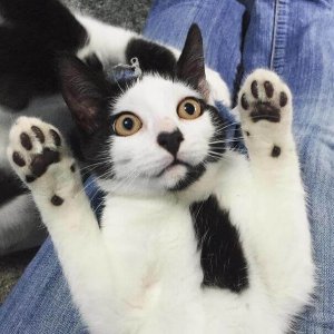 Cats Who Got Unusual Fur Markings (10)