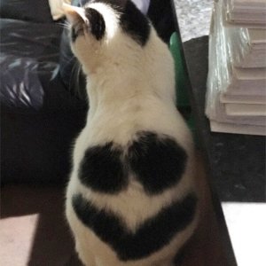 Cats Who Got Unusual Fur Markings (11)