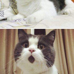 Cats Who Got Unusual Fur Markings (15)